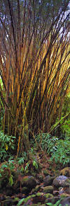 Bamboo in Botanical Tropical Garden- Hawaii Big Isle Pt 2