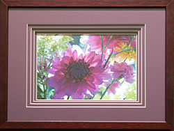Backlit Dahlia with 4 Wine mats